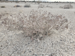 Eriogonum corymbosum nilesii