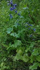 Delphinium bakeri