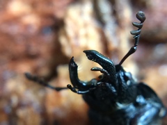 Platycerus oregonensis