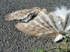 Tyto alba delicatula