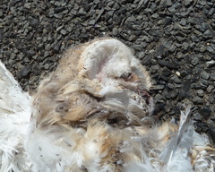 Tyto alba delicatula