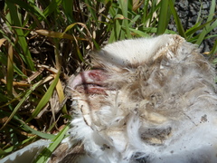 Tyto alba delicatula