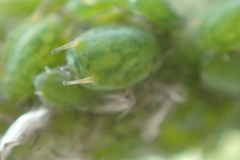 Aphis farinosa