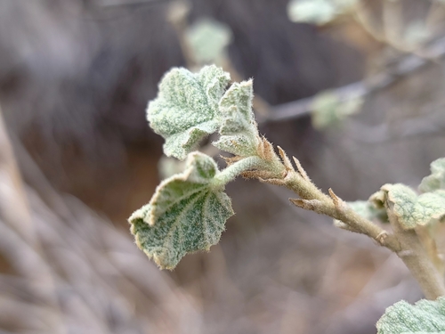 Image of Malacothamnus marrubioides by (c) Daniel S., some rights reserved (CC BY)