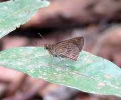 Cobalopsis miaba