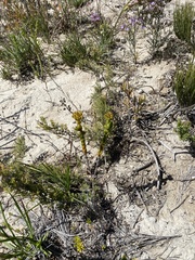 Crassula subulata fastigiata