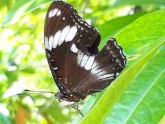 Hypolimnas bolina bolina