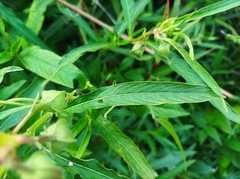 Ludwigia bonariensis