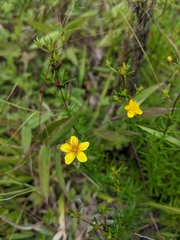 Hypericum lloydii