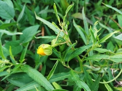 Ludwigia bonariensis