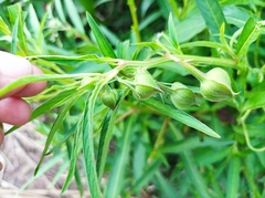 Ludwigia bonariensis