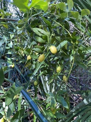 Image of Citrus japonica