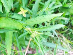 Ludwigia bonariensis