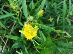 Ludwigia bonariensis