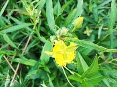 Ludwigia bonariensis