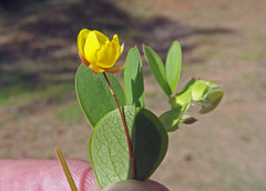 Chamaecrista rotundifolia