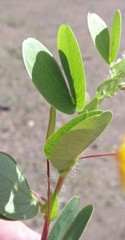 Chamaecrista rotundifolia
