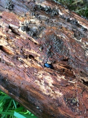 Platycerus oregonensis