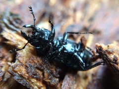 Platycerus oregonensis