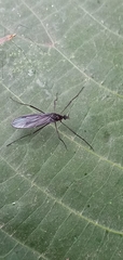 Gnophomyia