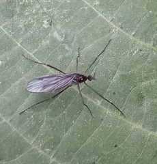 Gnophomyia