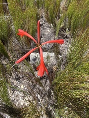 Cyrtanthus fergusoniae