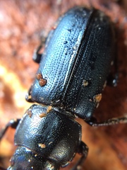 Platycerus oregonensis