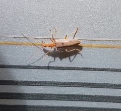 Parisopalpus nigronotatus