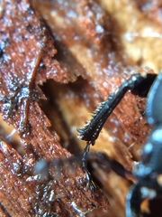 Platycerus oregonensis