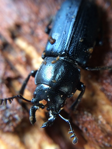 Oregon Stag Beetle photo 5