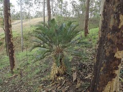 Cycas megacarpa