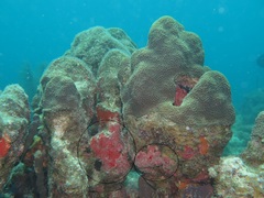 Monanchora arbuscula