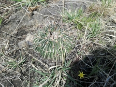 Echinofossulocactus crispatus