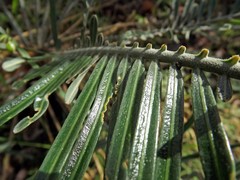 Cycas megacarpa