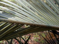 Cycas megacarpa