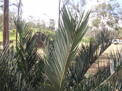 Cycas megacarpa