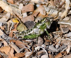 Phaulotettix compressus