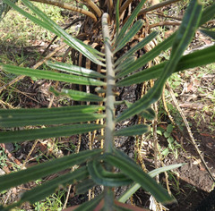Cycas megacarpa