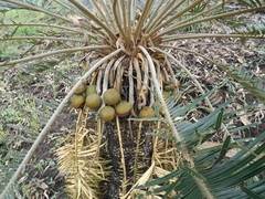 Cycas megacarpa