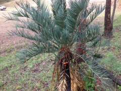 Cycas megacarpa