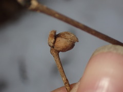 Cecidophyopsis vermiformis