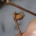 Cecidophyopsis vermiformis - Photo (c) Angus Mossman, algunos derechos reservados (CC BY-NC), subido por Angus Mossman