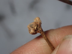 Cecidophyopsis vermiformis