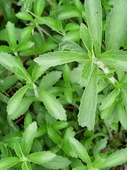 Stevia rebaudiana