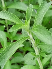 Stevia rebaudiana
