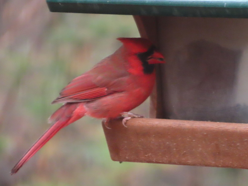 Northern Cardinal photographed in Indiana