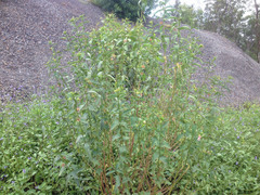 Hibiscus meraukensis