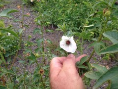 Hibiscus meraukensis