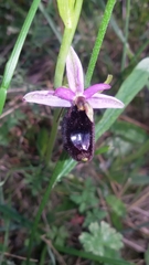 Ophrys bertolonii