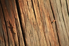 Camponotus sayi